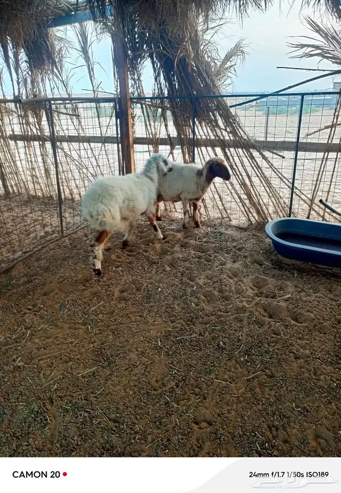 جذعه وسديس 0
