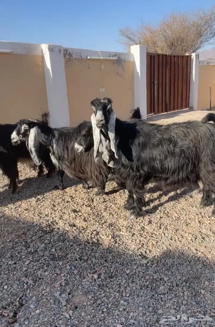 معزا عوارض اصل معرفه تعاريف قويه 7