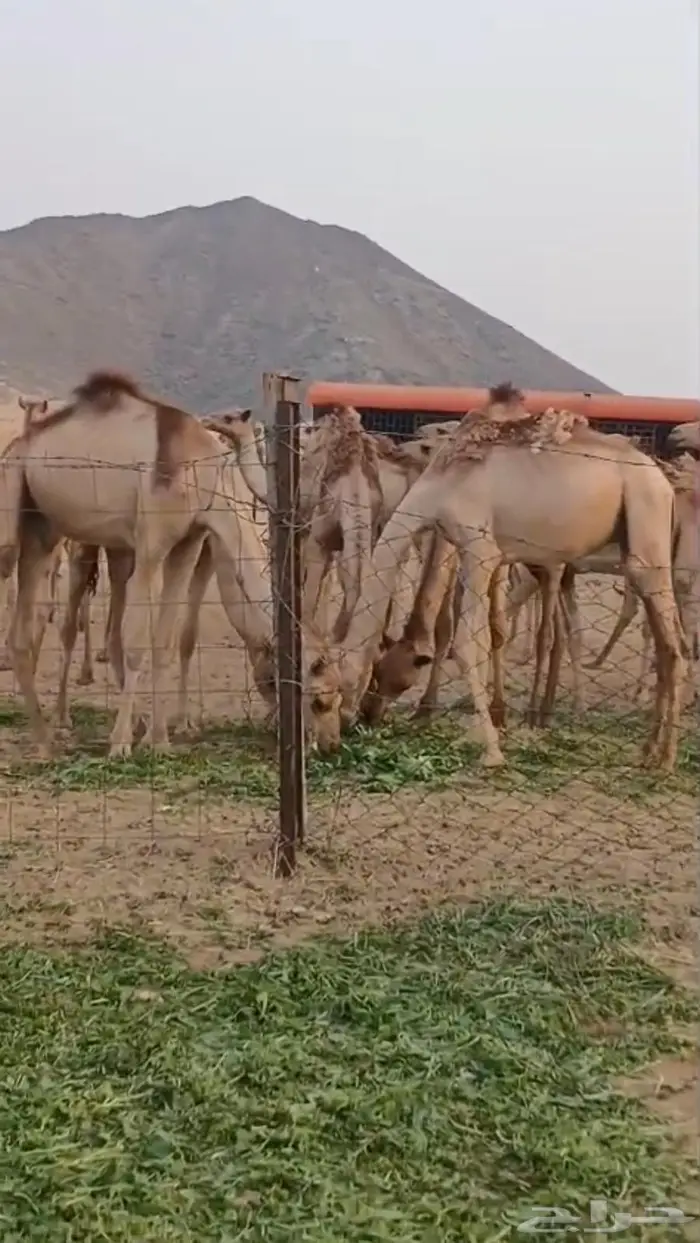 قعدان 0