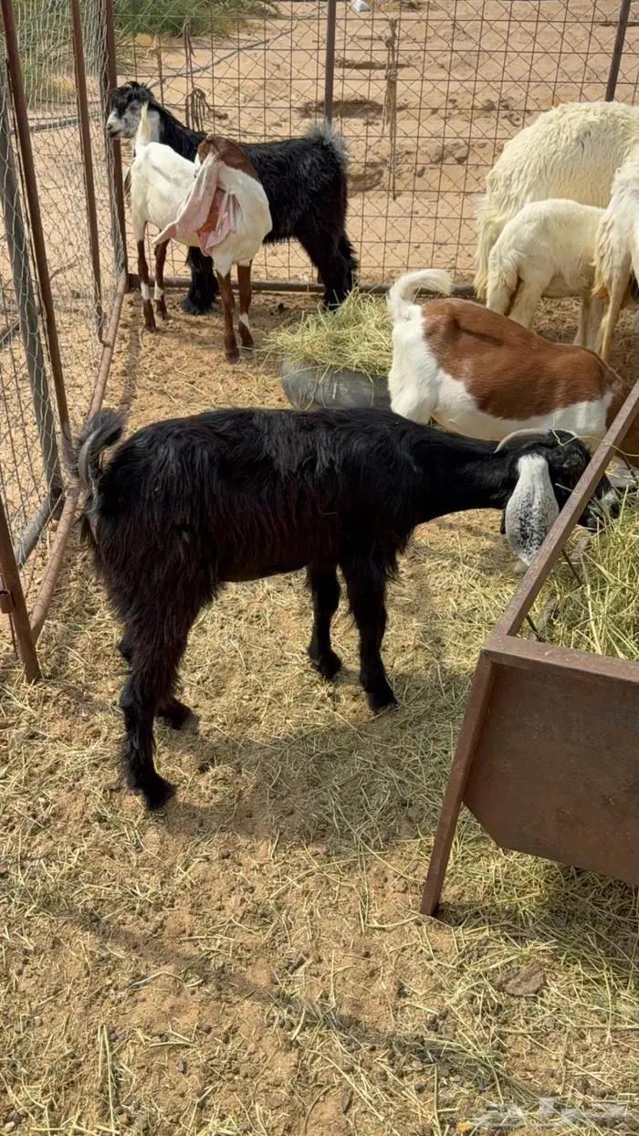 تيس جذع خصي سمين 0