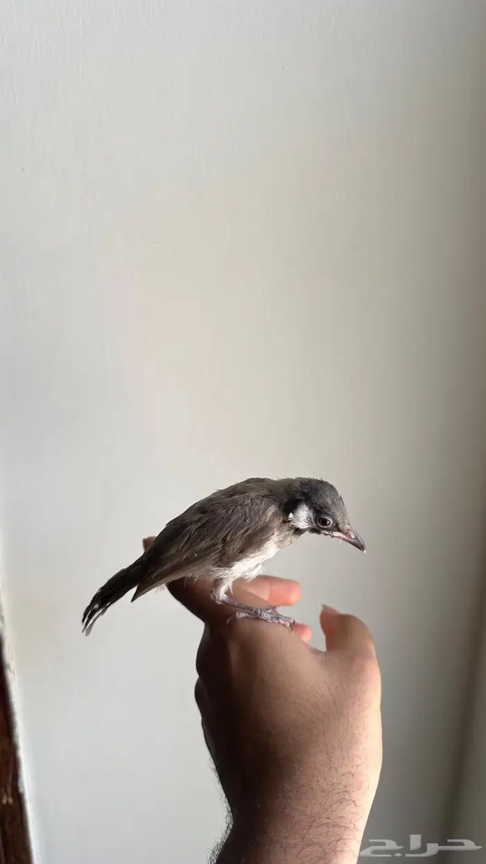 بلابيل نهاية الموسم 1