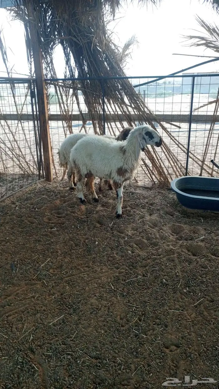 جذعه وسديس 2