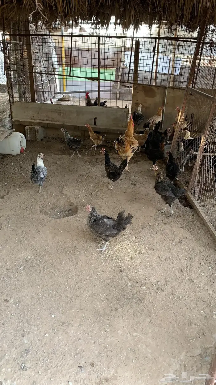 دجاج بلدي  تم البيع 2