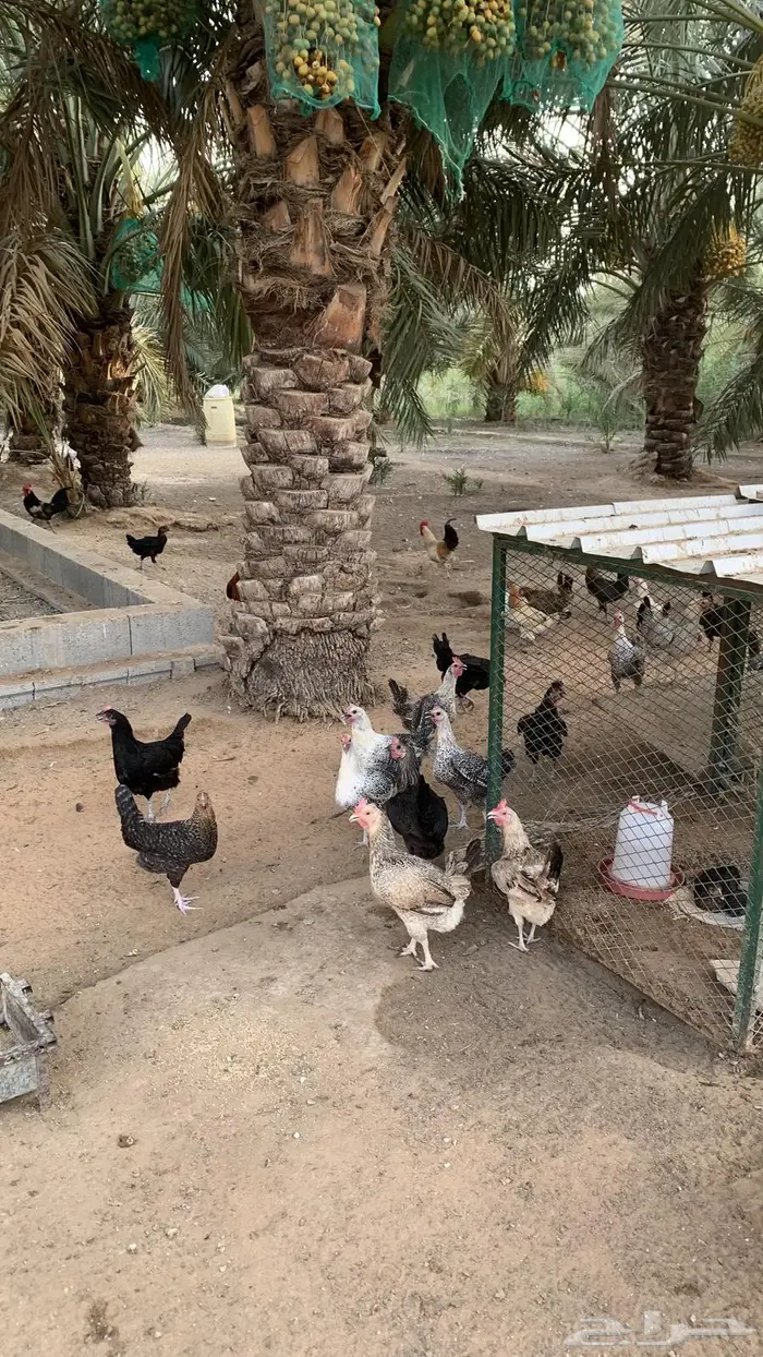 دجاج بلدي  تم البيع 1