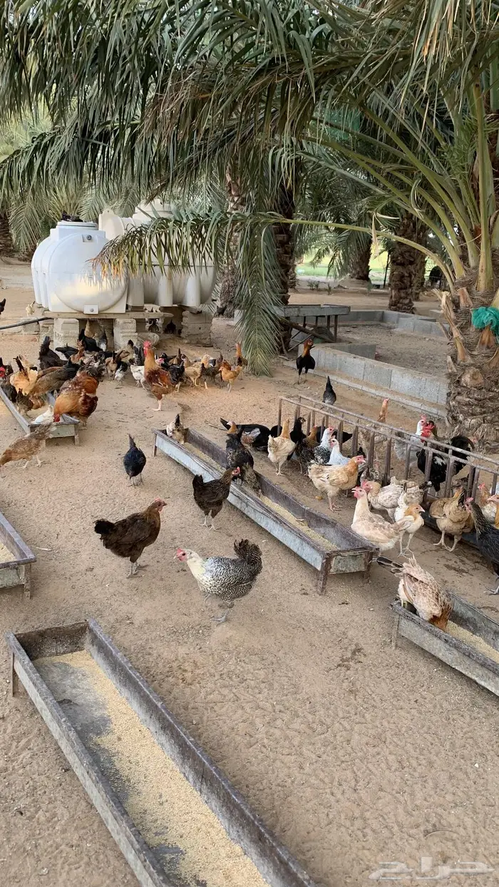 دجاج بلدي  تم البيع 0