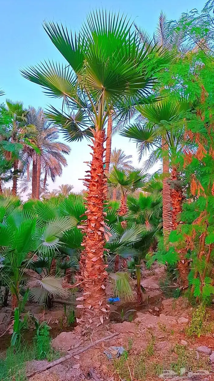 واشنطني توريد وزراعة 28