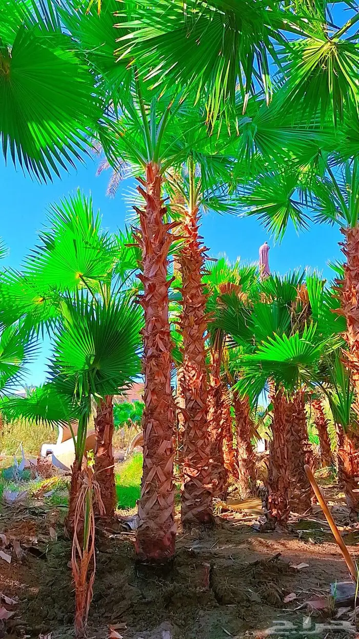 واشنطني توريد وزراعة 26