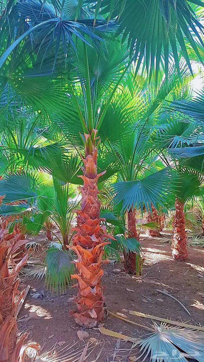 واشنطني توريد وزراعة 27