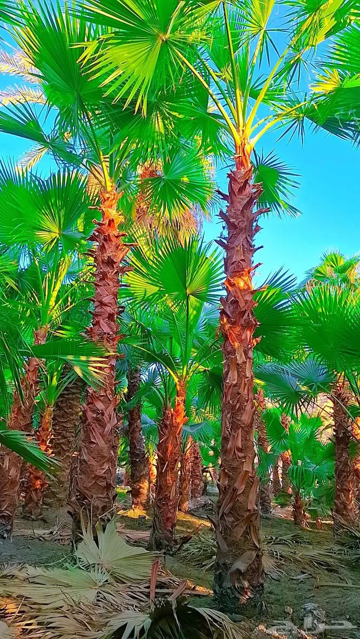 واشنطني توريد وزراعة 24