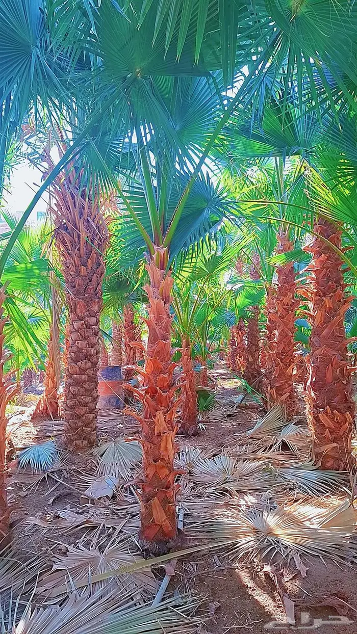 واشنطني توريد وزراعة 22