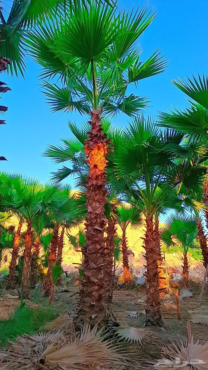 واشنطني توريد وزراعة 10
