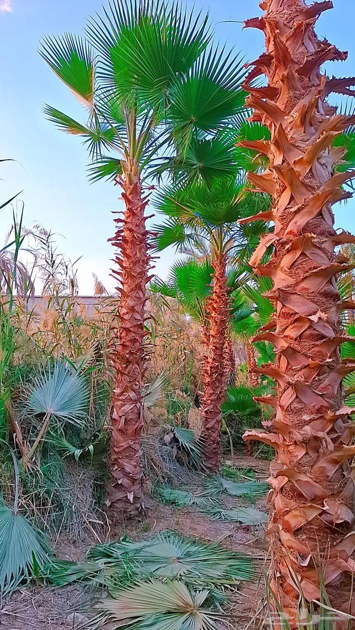 واشنطني توريد وزراعة 13