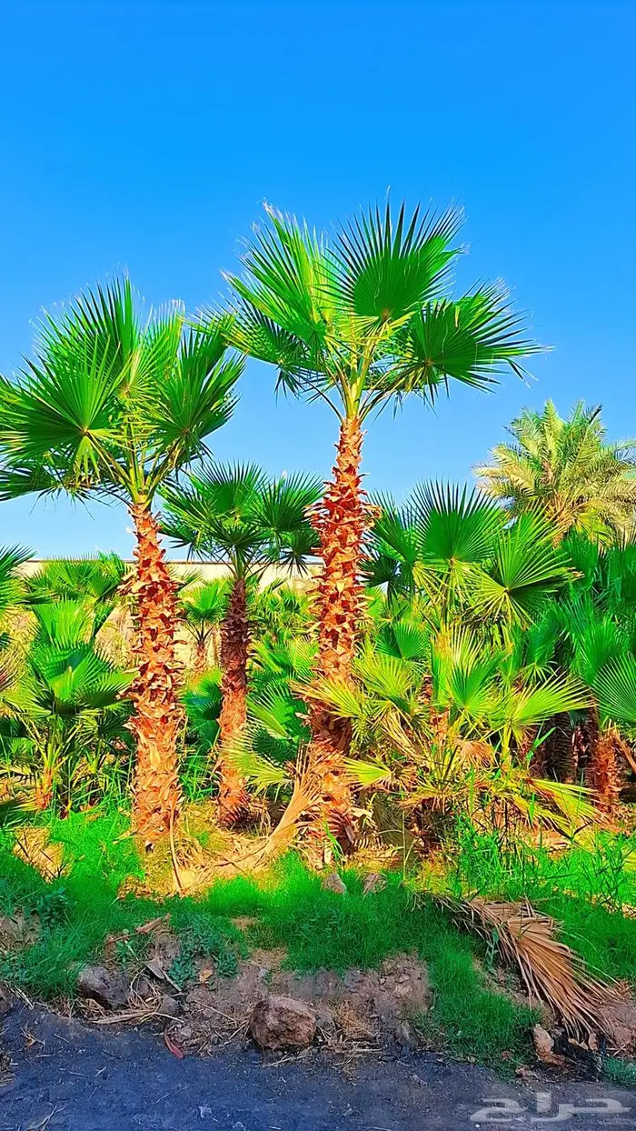 واشنطني توريد وزراعة 8