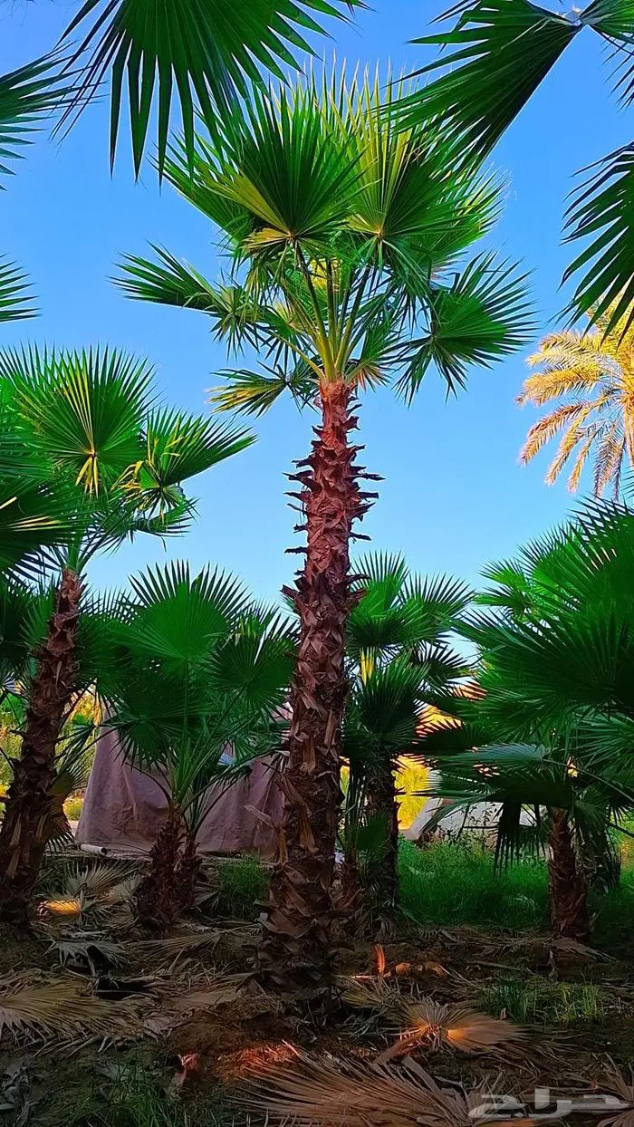 واشنطني توريد وزراعة 2