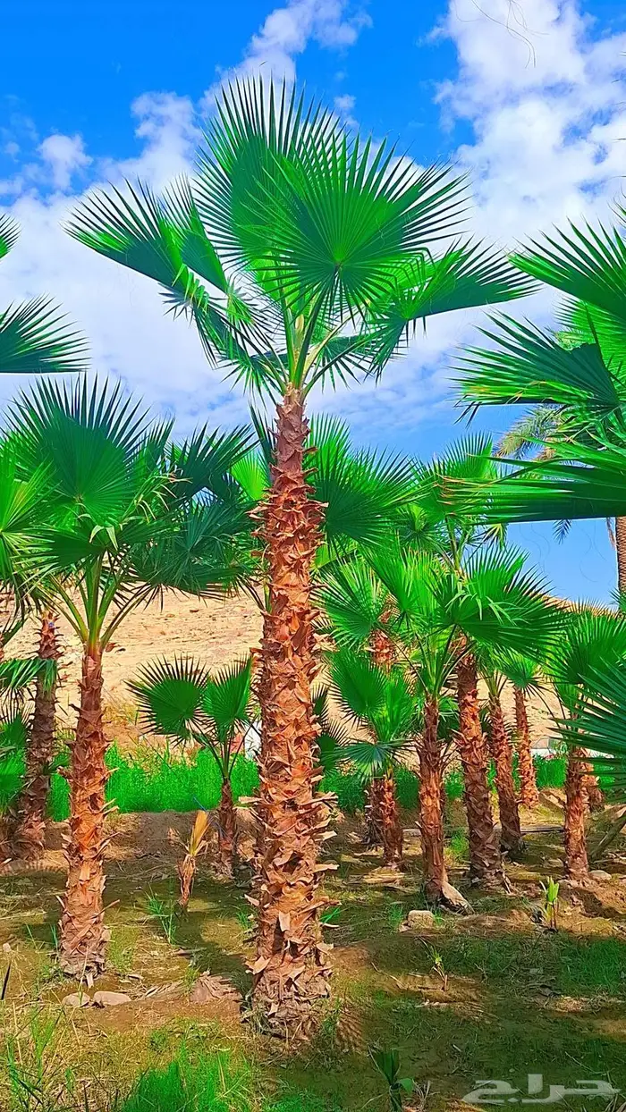 واشنطني توريد وزراعة 9