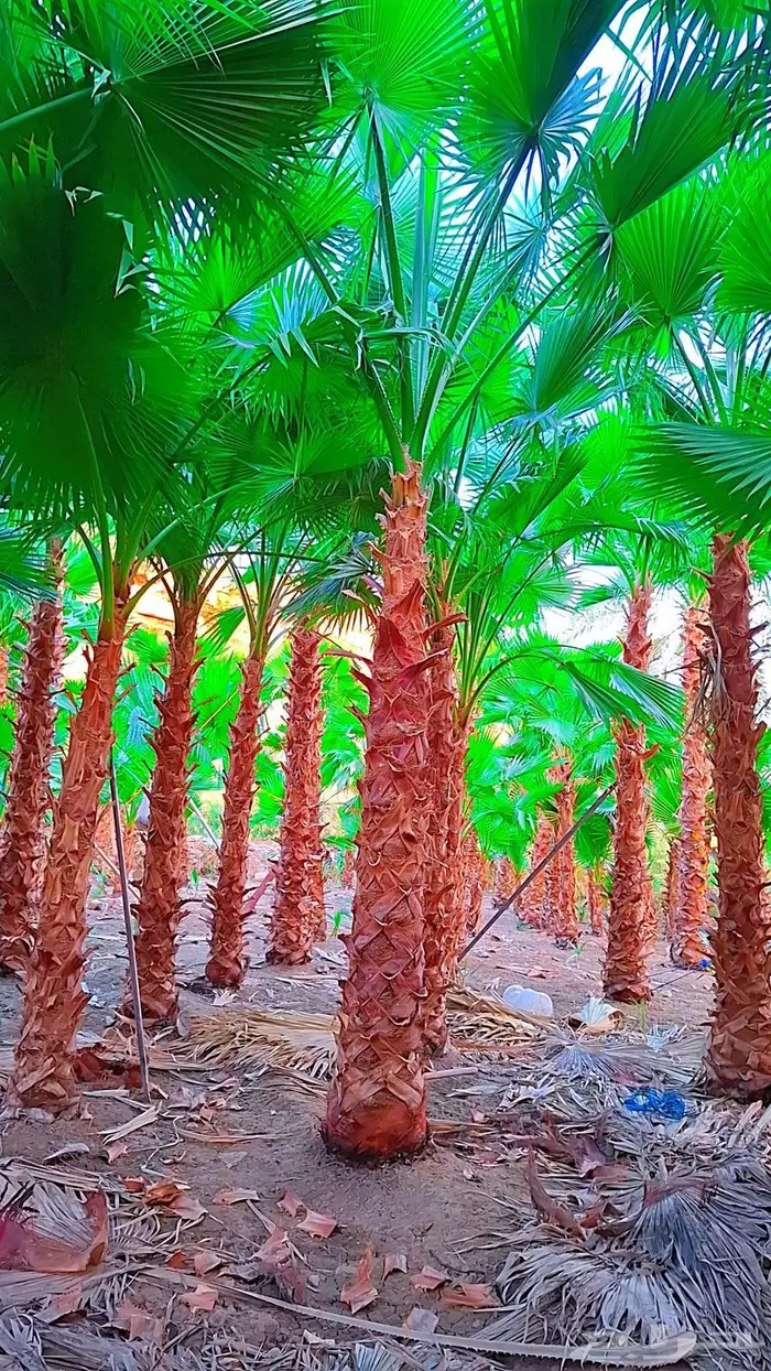 واشنطني توريد وزراعة 1