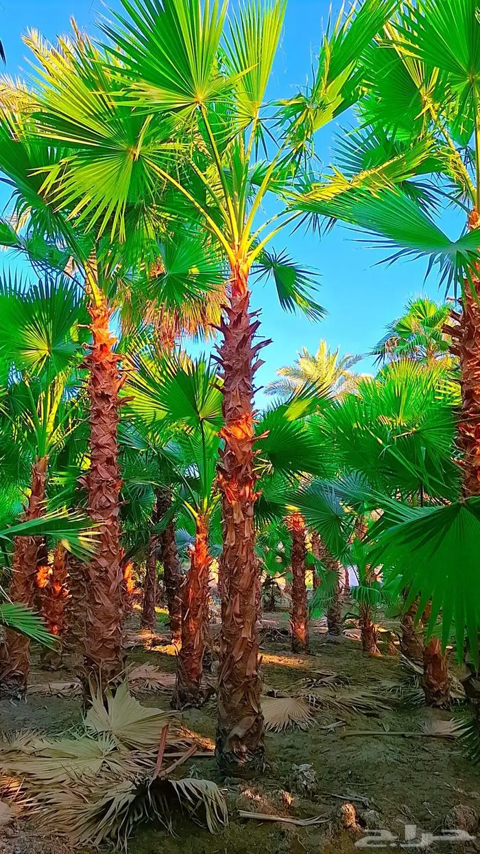 واشنطني توريد وزراعة 0