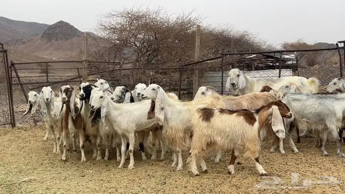 معزه مصريات صنف طيبه 4