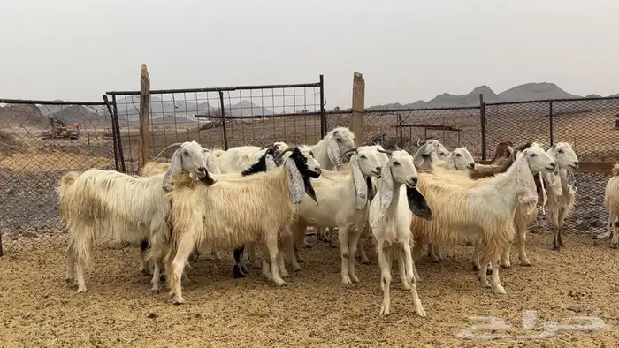 معزه مصريات صنف طيبه 8