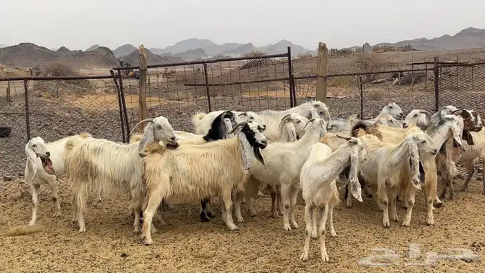 معزه مصريات صنف طيبه 7
