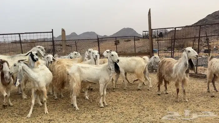 معزه مصريات صنف طيبه 1