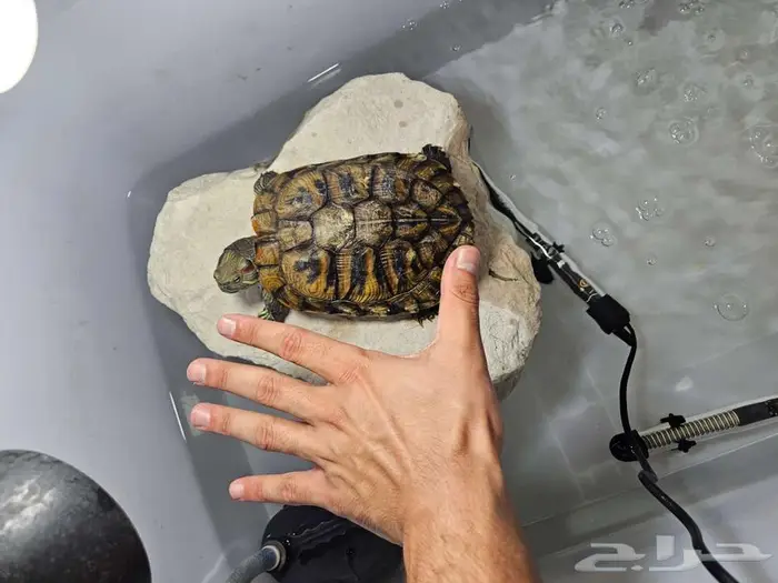 للتبني سلحفاة red ear slider 2