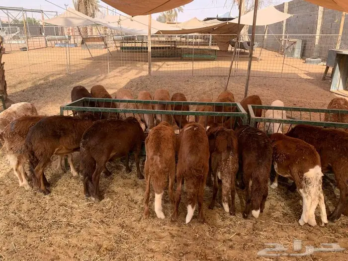 بربري وسواكن ونعيمي مربي بسعر الجمله 8