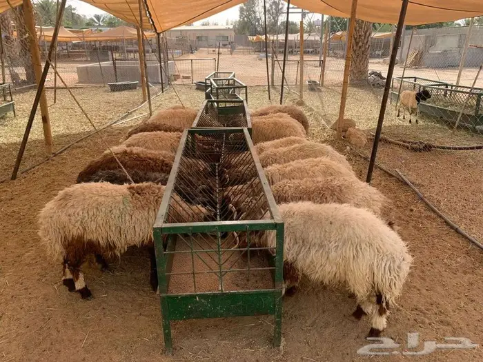 بربري وسواكن ونعيمي مربي بسعر الجمله 6