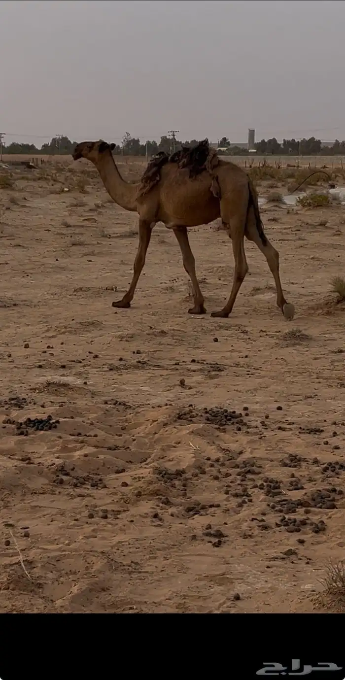 قعود مقنوي طيب 0