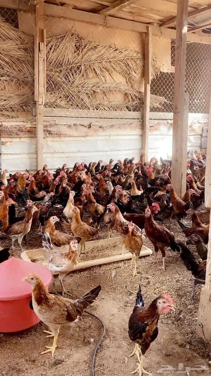 دجاج بلدي وديوك 3