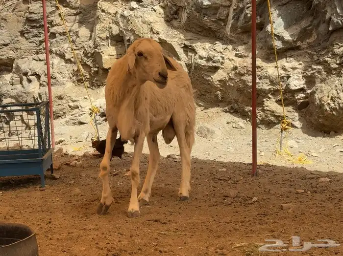 فحل طلي حري مشروط 0