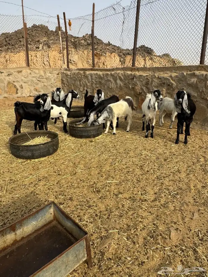 غنم للبيع 1
