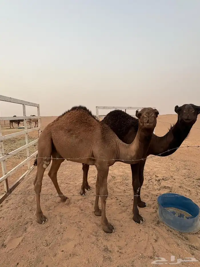 حشو. للبيع 3
