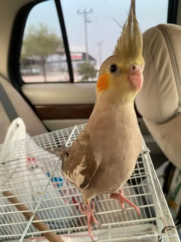 كروان مفقود 1