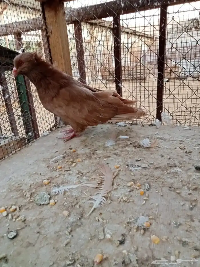 ذكر مصري مالطي مقنبر 1