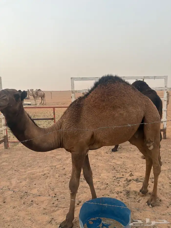 حشو. للبيع 2
