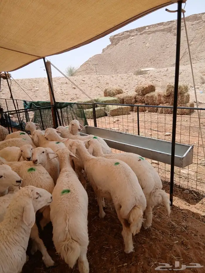 ذبايح حري هرفي طيب 2