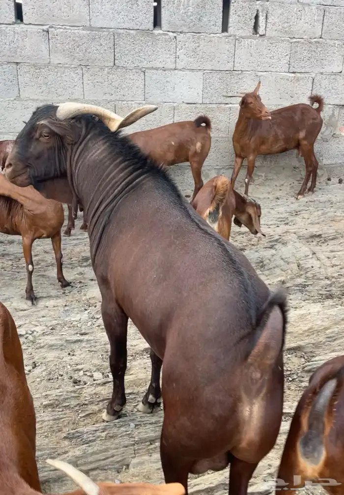 فحل ادهم ادبس صنف الصنف تم البييع 4