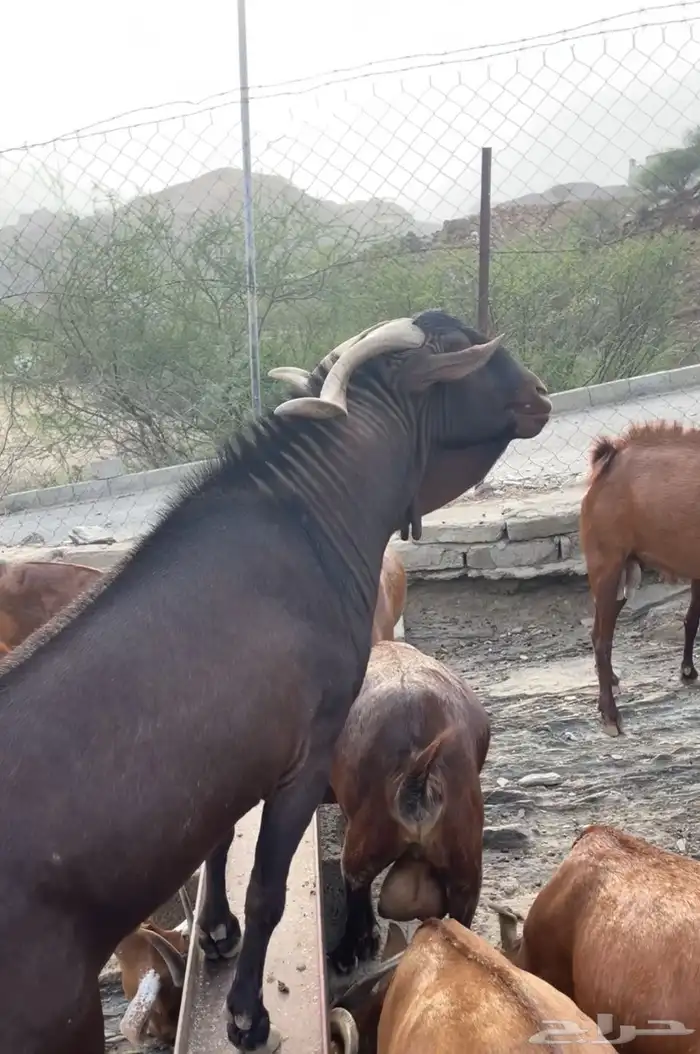 فحل ادهم ادبس صنف الصنف تم البييع 2