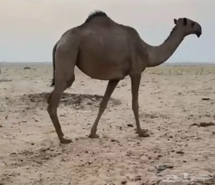 الموقع شمال ساجر 0