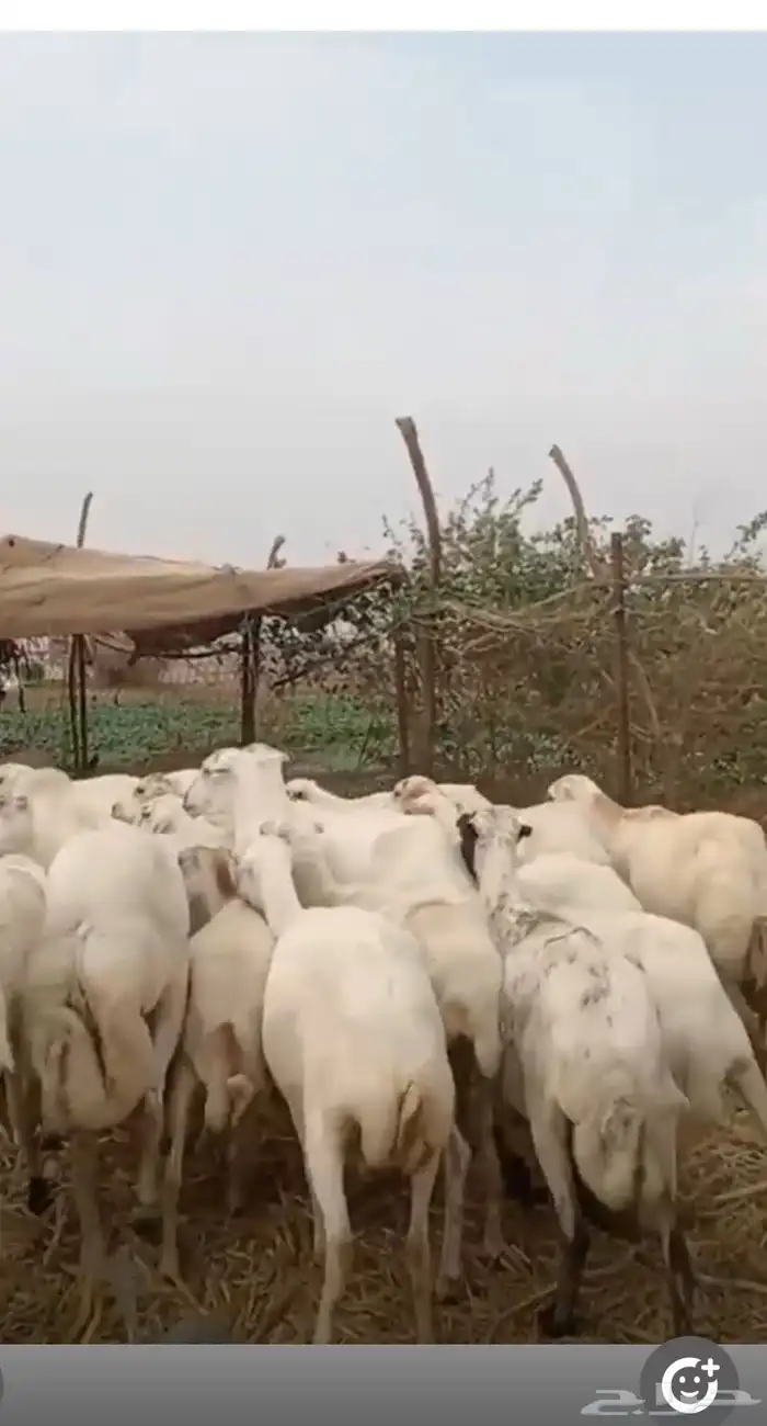 ضان رفيدي 1