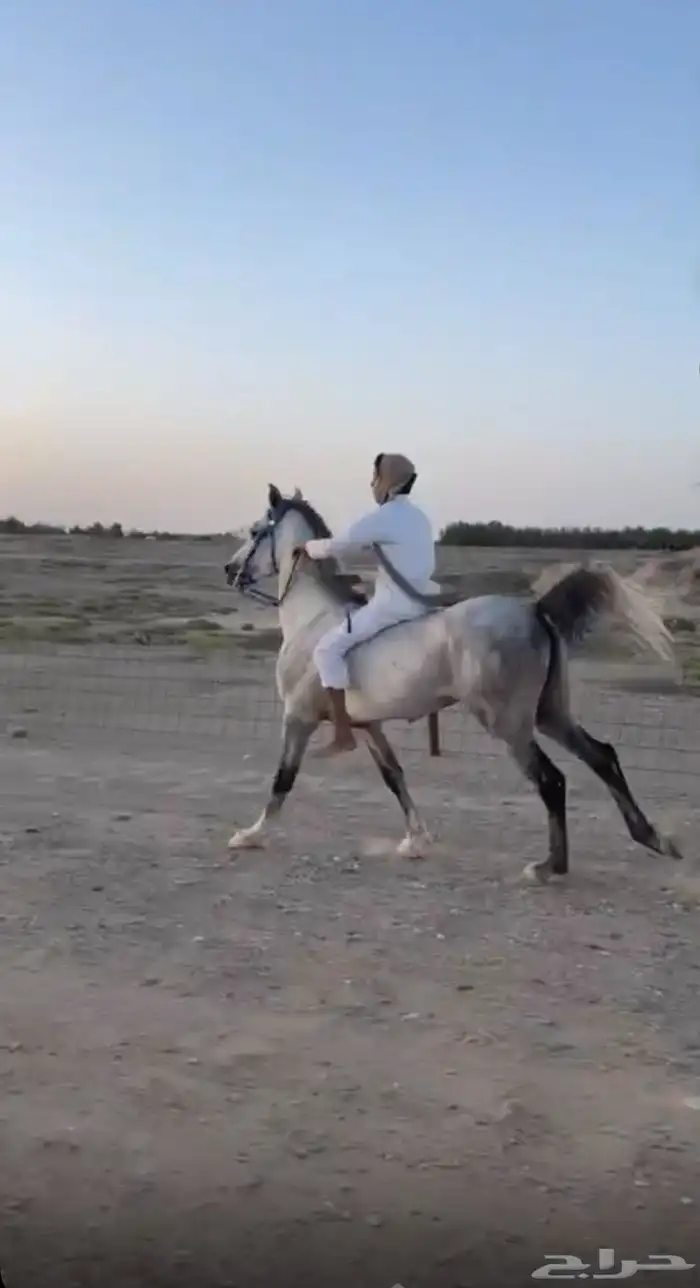 حصان كفو ابوه جزيري وسبوق 2