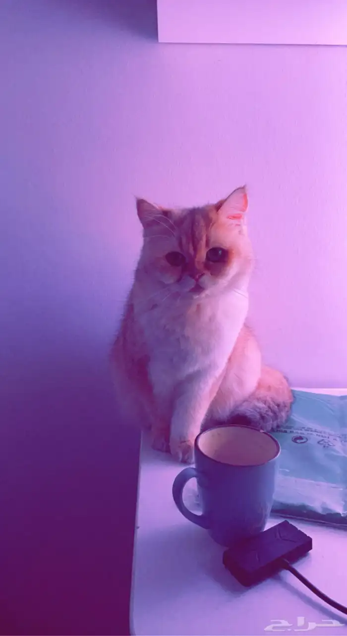 قطط سكوتش 2