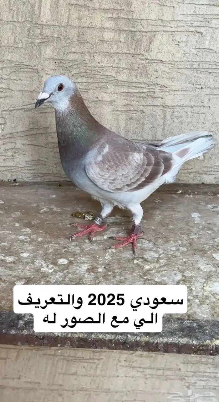 حمام زاجل سباق 0