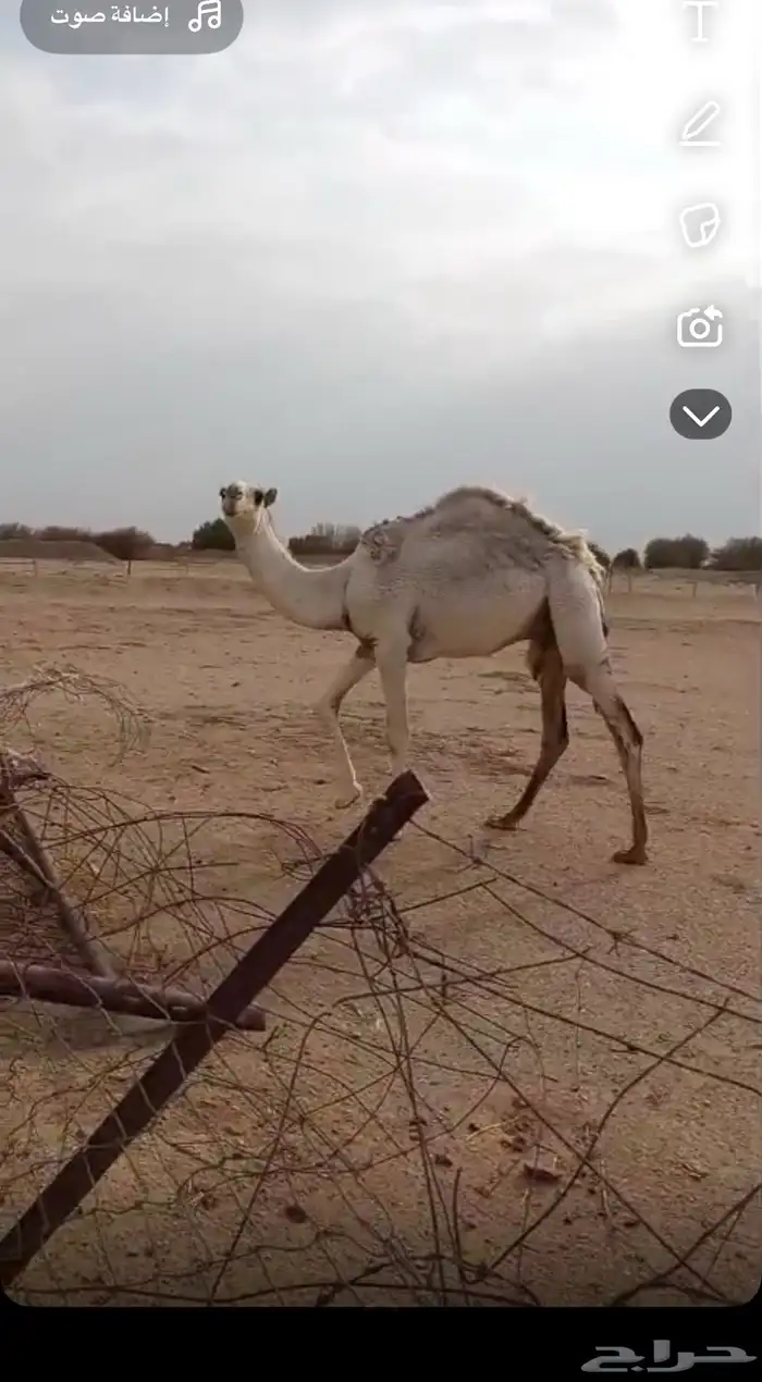 للبيع قعود على البنك بعير السمي اصله طيب 1