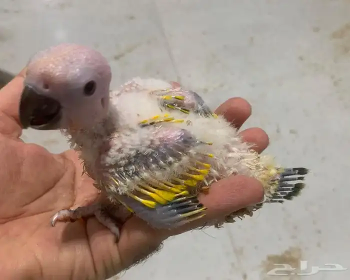 للبيع فروخ غر 2