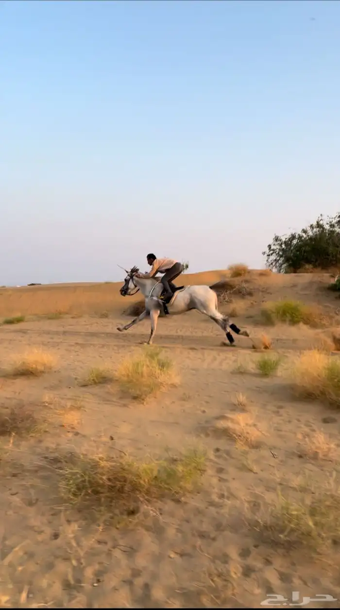 حصان شعبي شييخ 5