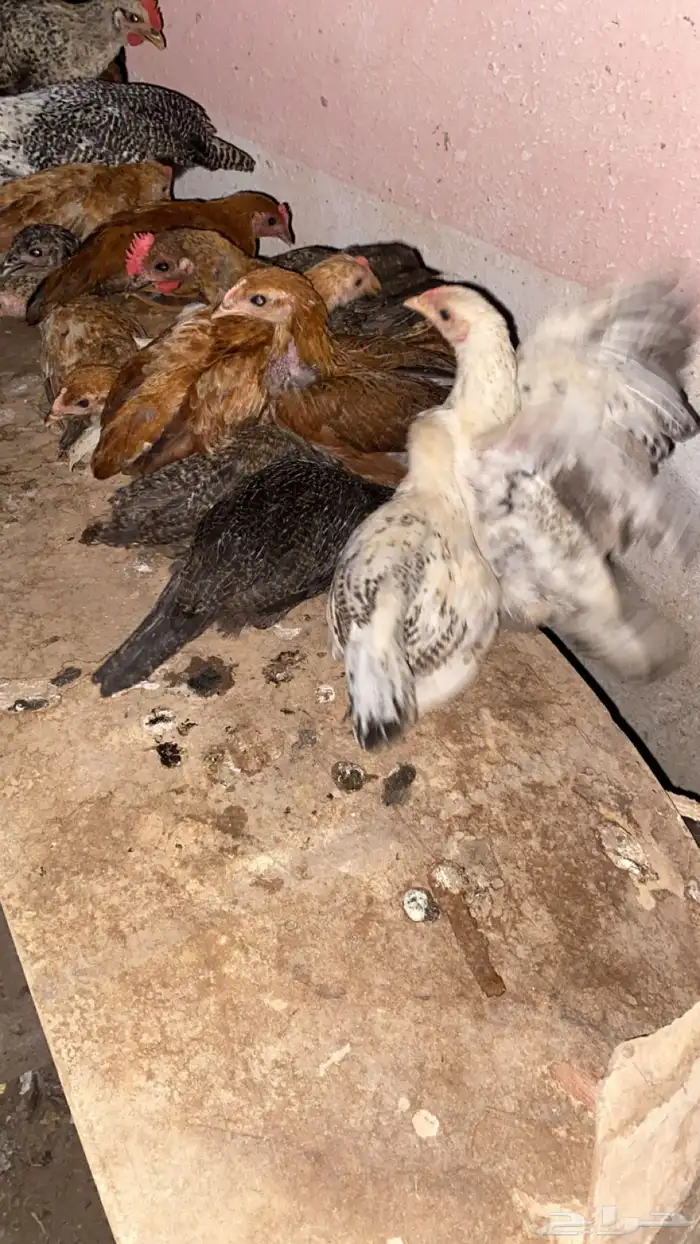 دجاج بلدي للبيع 0