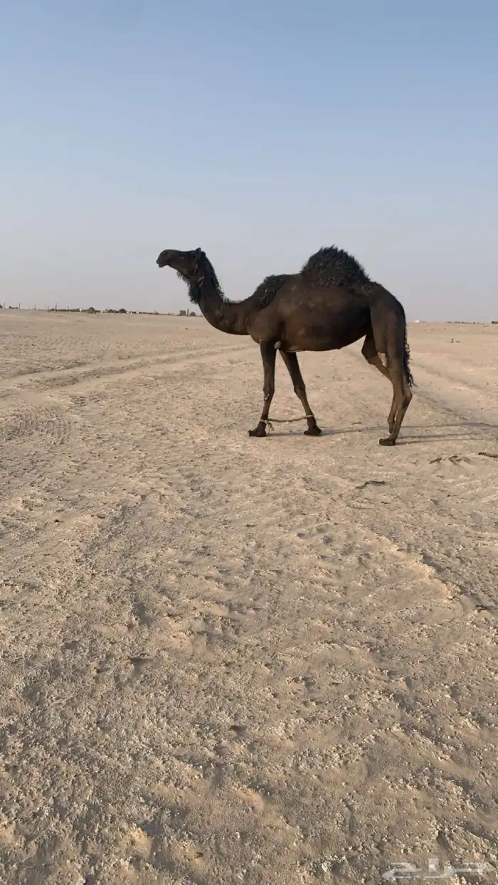ناقة ل البيع 0
