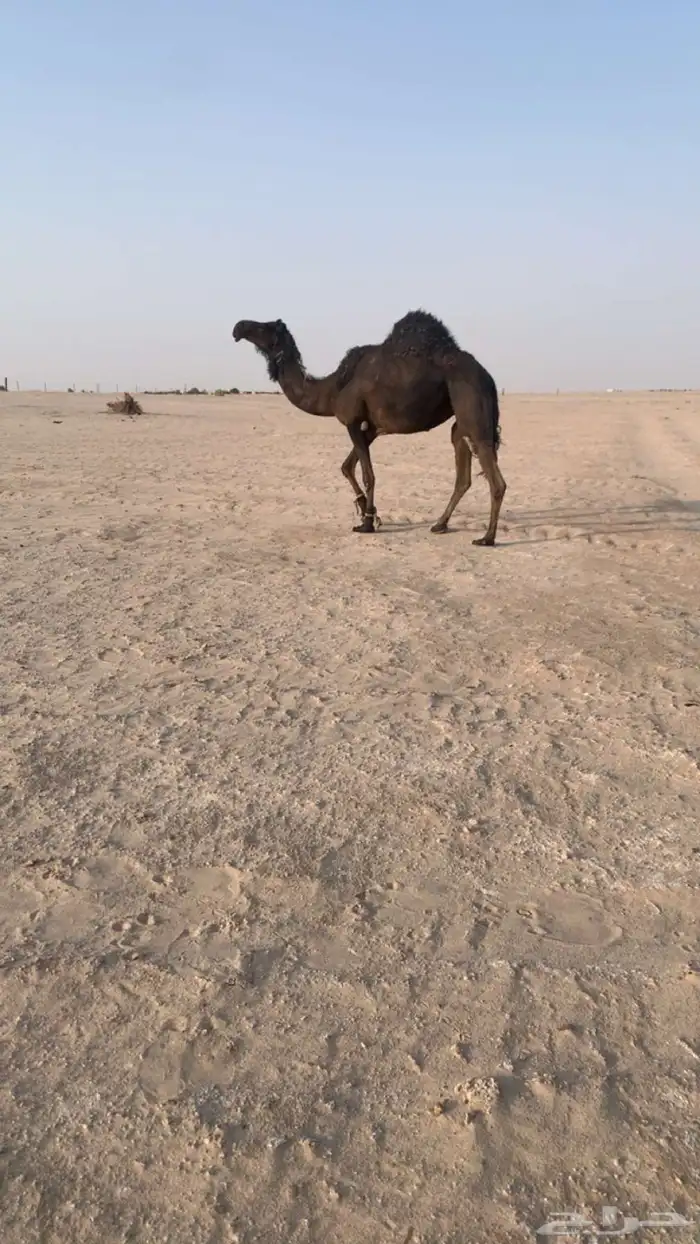 ناقة ل البيع 1